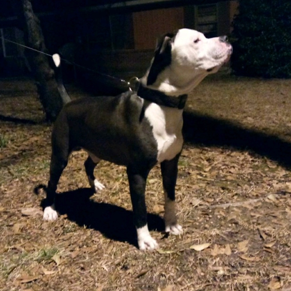 Meet your Posher, Gilbert